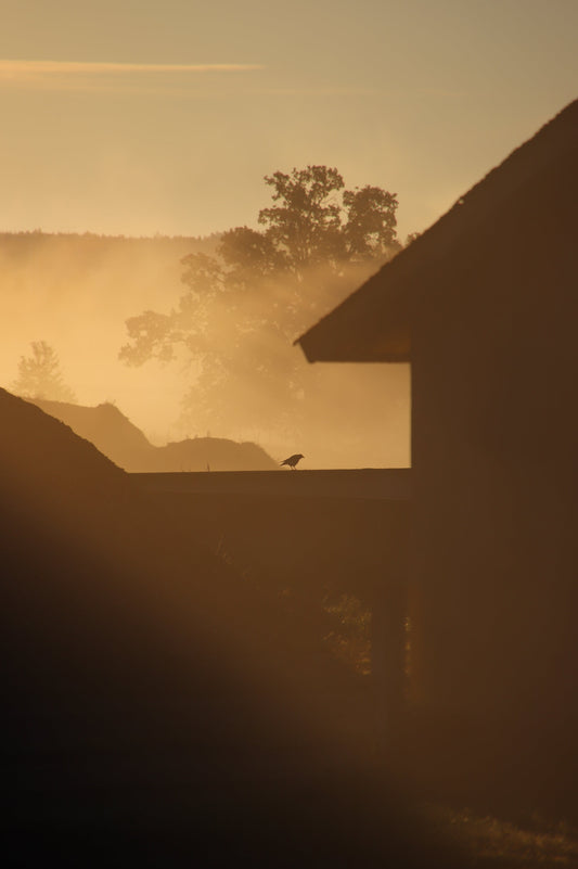 Jag går omvägar för att höra mina egna tankar.
