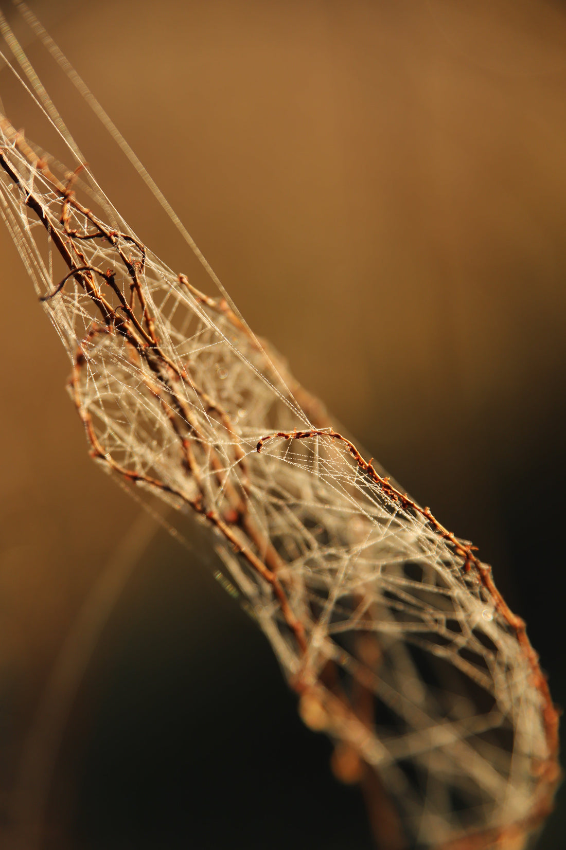 Kort om Gene Keys och Human Design.