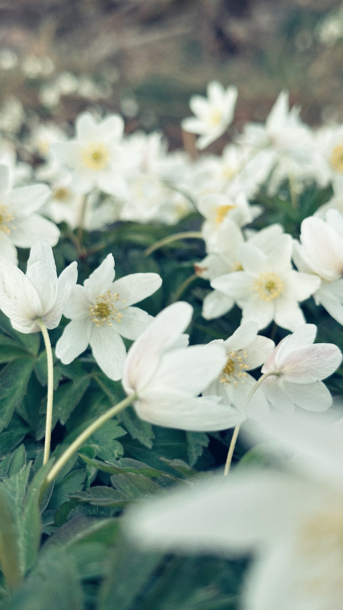 Vitsippor och mjölkskummare